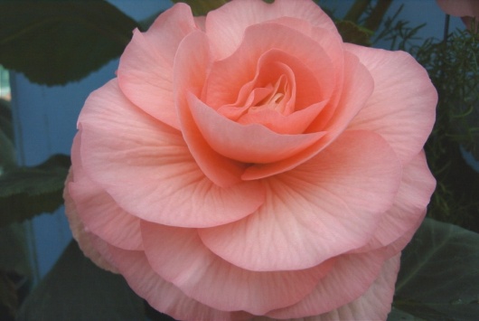 B. ‘Venus’